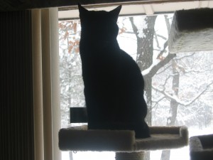 cat watching snow