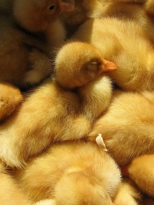 chicks-little