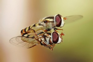 hoverflies_mating_midair2