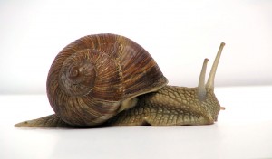 grapevinesnail_01