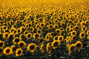 sunflowers
