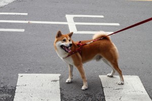 shiba inu