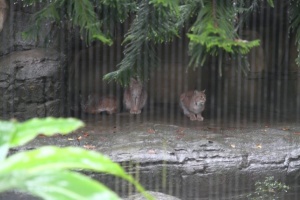 lynxes