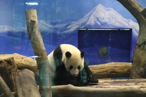 panda panda